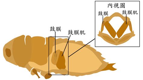 蟬在窗戶|野生動物的鳴叫聲